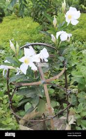 Image result for dipladenie hybrida rio obrázek