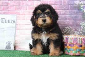 Check spelling or type a new query. Bear Bernedoodle Puppy For Sale Near Baltimore Maryland 93832225 F2c1 Bernedoodle Puppy Puppies Bernedoodle
