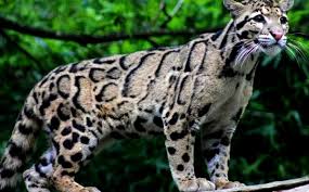 Kucing ini merupakan kucing asal kalimantan yang sudah mulai langka dan terancam punah. 8 Jenis Kucing Hutan Yang Ada Di Dunia Republik Seo