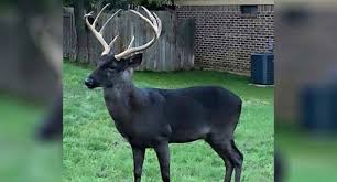 This category contains only the following file. Black Deer In Backyard How Rare Is This Color Variation