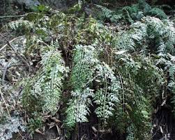 Image result for Asplenium aethiopicum