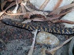 Schuppenkriechtiere ( squamata ) unterordnung … ringhalskobras können ihr gift einem angreifer entgegenspritzen , wobei besonders in richtung der augen gezielt wird … Www Zootierliste De