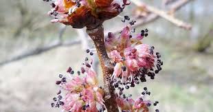 We believe the blessed flower essences are the best that. Feeling Overwhelmed Elm Bach Flower Remedy Might Help