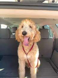 Find goldendoodle puppies for sale from local dog breeders near you. Top 5 Rescue Goldendoodles For Adoption Puppies Retired We Love Doodles