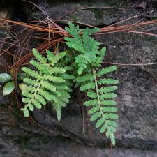 Image result for Pleopeltis