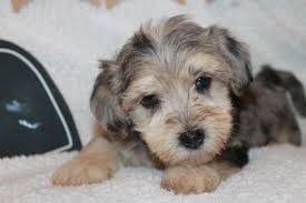 Black And White Yorkie Poo Puppies For Sale Pin By Christine Wehrle Designs On Yorkiepoo Puppies In 2020 Yorkie Poo Puppies Yorkie Poo For Sale