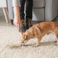 Rinse the urine spot with clean water. K3sqzujzgzp5fm