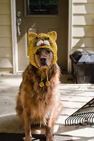Dog In A Cat Hat Puppy Dog Pictures Cute Animals Dog Pictures