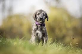 6 Best Irish Wolfhound Dog Foods Plus Top Brands For Puppies