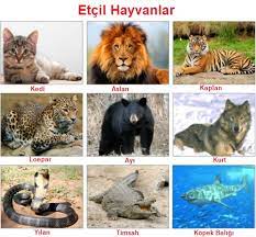 etcil otcul hepcil hayvanlara ornekler fenbilim net
