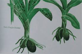 Image result for Habenaria rhopalostigma