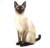 Información sobre la raza de gato Siamés | Purina ®