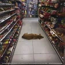 Lost dog found in store, seeking owner