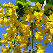 Image result for Acacia cornigera