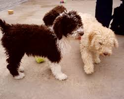 The spanish water dog should get plenty of exercise, which includes a daily walk. Spanish Water Dog Our Puppies