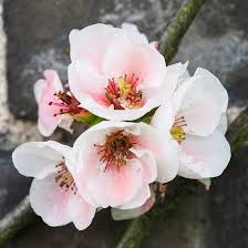 Anese quince growing in a container red flowering quince flowering shrub l1217 red flowering quince. Texas Scarlet Quince For Sale Online The Tree Center
