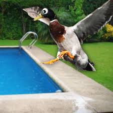 I can't underscore how important diet is, especially during the first few months of your duck's life. How To Keep Ducks Out Of Your Pool Pool Duck Swimming Pools