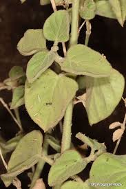 Image result for Commicarpus grandiflorus