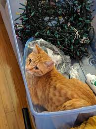 Hello Reddit I M An 8 Month Old Orange Tabby I M A New Addition To My Family My Name Is L D Little Dude Cat Box Cat Sleeping Kittens Cutest