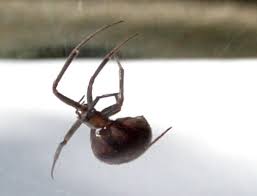 Not many spider bites will warrant a trip to a veterinary clinic and at times, most dogs. Black Widow Spider Bites On Dogs Symptoms And Treatment Thrasher Termite Pest Control