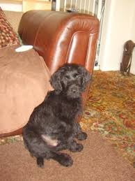 Ask questions and learn about labradoodles at nextdaypets.com. Doodle 16 Week Old Male Labradoodle Available For Adoption