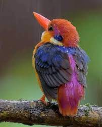 El ave de la suerte | Cute animals, Bird pictures, Nature animals