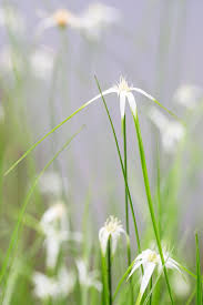 Image result for Rhynchospora brownii