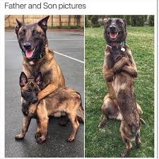The internet is crawling with funny animal photos, but these finalists in the 2018 comedy wildlife photography awards are some of mother nature's best. 24 Funny Animal Memes That Are Wholesome And Clean Funny Animals Daily Lol Pics