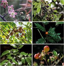 Image result for Haplocoelum