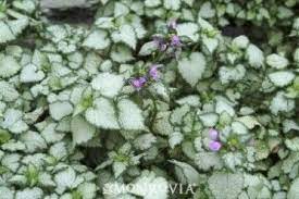 One of the best sedum for a ground cover. Beacon Silver Dead Nettle Dead Nettle Ground Cover Shade Garden