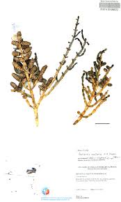 Image result for Halosarcia