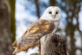 Diurnal animals use a combination of methods, but vision may be more vital. Animal Sound Identification Guide Wildliferemoval Com