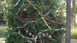 We did not find results for: Gardening Christmas Trees The Same Around The World The Courier Mail