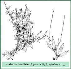 Image result for Arthraxon lancifolius