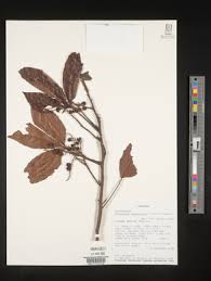 Image result for Allophylus abyssinicus