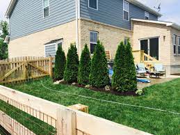 Emerald Green Arborvitae Emerald Green Arborvitae Privacy Landscaping Arborvitae Landscaping