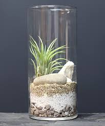 To make your air plant's bloom last longer, make sure not to soak it or water it at all. This Cylinder Vase Air Plant Terrarium By Makerskit Is Perfect Zulilyfinds Air Plants Decor Air Plant Display Air Plant Terrarium