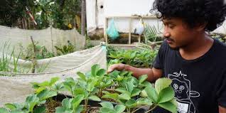 Maka, berkebun anggur secara organik bukanlah sebuah pilihan, tetapi keharusan. Tren Berkebun Di Pekarangan Warga Banyuwangi Mulai Gemar Menanam Stroberi Merdeka Com