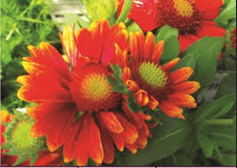 Check spelling or type a new query. Gaillardia Aristata Arizona Red Shades Blanket Flower