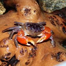 Crabe Rouge Sesarma Mederi Invertebres Crabes Et Ecrevisses Monpoissonexotique Com Aquariophilie Poissons Et Plantes D Aquarium En Ligne