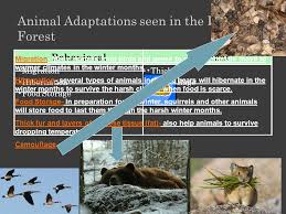 We did not find results for: Temperate Deciduous Forest Ppt Video Online Download