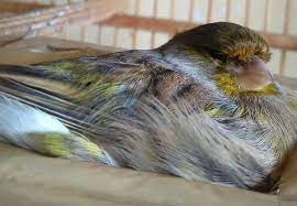Download Suara Pancingan Kenari Betina Agar Kenari Jantan Mau Berkicau Hobi Burung