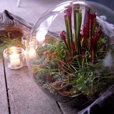 Create A Fascinating Carnivorous Terrarium Container Water Gardens Carnivorous Plants Plants Pitcher Plant
