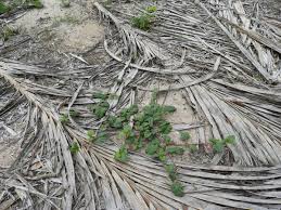 Image result for Boerhavia diffusa