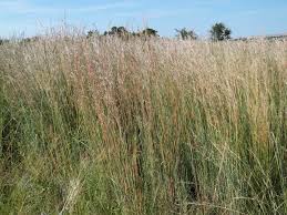 Image result for Hyparrhenia