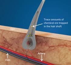 For example, a segment of head hair 1.5 inches from the scalp will represent up to 90 days of drug use. Science Behind Hair Drug Testing Analysis Psychemedics