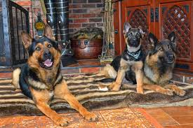 Find german shepherds for sale in barrie, ontario on oodle classifieds. German Shepherd Puppies In Ontario Top Dog Trainer Training
