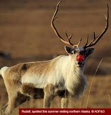 Santa S Reindeer Species Profile Alaska Department Of Fish And Game Are santa's reindeer all female? santa s reindeer species profile