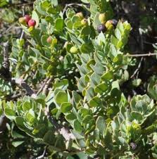 Image result for Osyris compressa