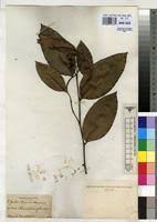 Image result for Klainedoxa gabonensis